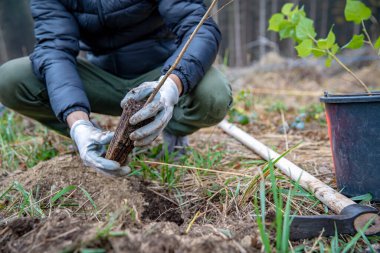 Kuruyan bir ormanı, yeni ağaçlar dikerek onarmak.