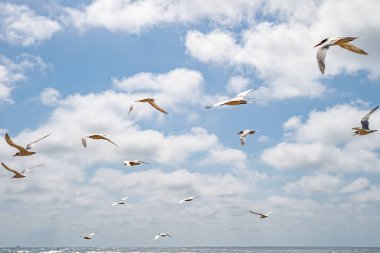 Deniz seviyesinin üstünde bir martı sürüsü