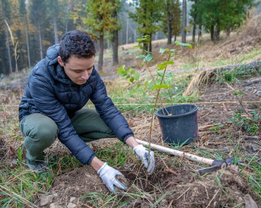 Genç ağaçlar dikmek için ormanda delikler açıyorlar.