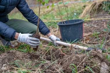 Kuruyan bir ormanı, yeni ağaçlar dikerek onarmak.