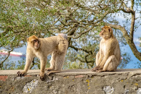 지브롤터 반 도의 야생 상태에서 살아가는 원숭이 마카 바 실바누스 — 스톡 사진