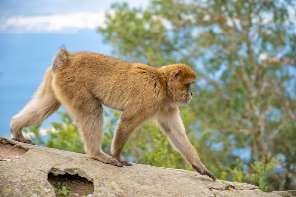 지브롤터 반 도의 야생 상태에서 살아가는 원숭이 마카 바 실바누스 — 스톡 사진