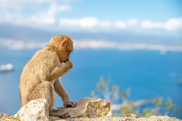 小猴子Macaca sylvanus坐在海岸外的岩石上。复制空间 — 图库照片