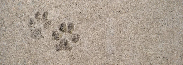 Imprint of dog paws on concrete — Stock Photo, Image