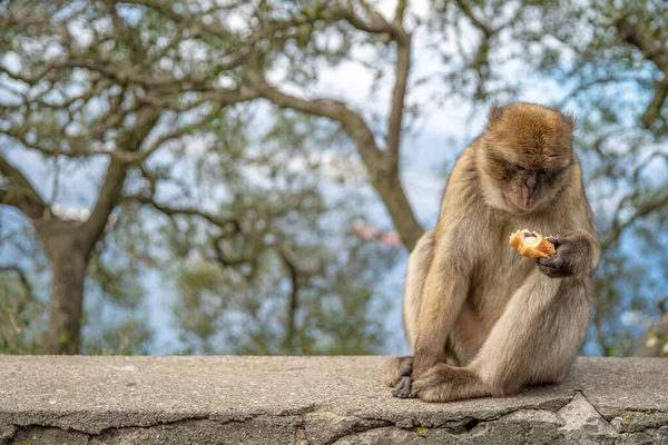 Maymun turistin pastasını yiyor. — Stok fotoğraf