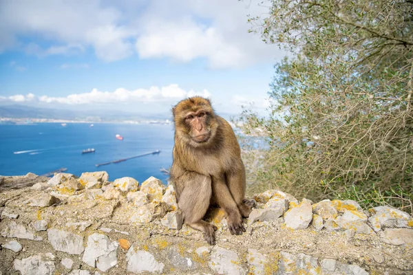 Maymun Macaca Sylvanus Cebelitarık yarımadasında vahşi doğada — Stok fotoğraf