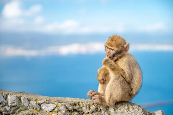 Young monkey Macaca sylvanus sitting on a rock off the coast. Copy space