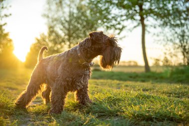 Sunrice 'deki parkta küçük siyah köpek schnauzer' ı.