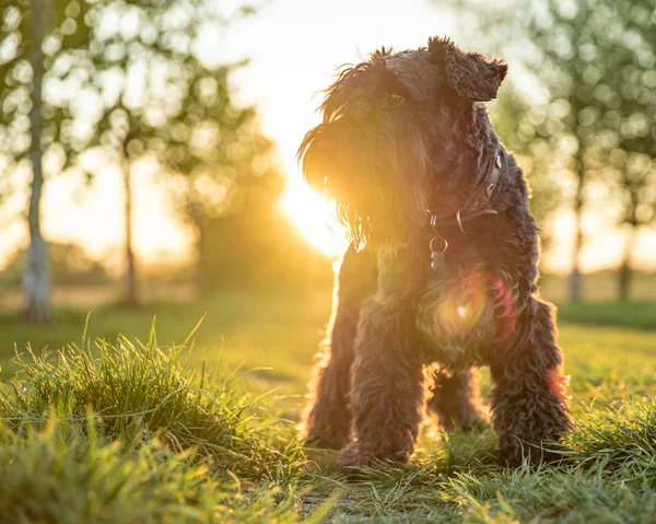 Kleine zwarte hond schnauzer in het park bij zonsondergang — Stockfoto