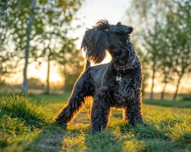 Sunrice 'deki parkta küçük siyah köpek schnauzer' ı.