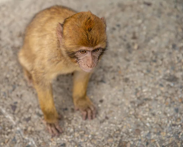 Maymun genç asfalt yolda, turistlerin ilgisini çekiyor — Stok fotoğraf