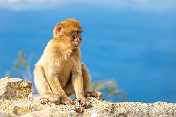 Un mono en un acantilado observando los alrededores, un cielo azul en el fondo —  Fotos de Stock