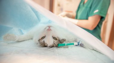 Veteriner kliniğindeki hadım sırasında kedi ameliyat masasında..
