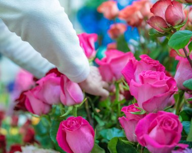 Kadın çiçekçiden gül seçiyor.