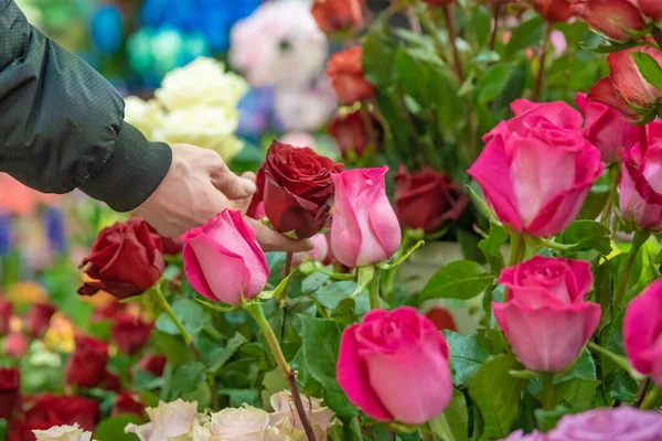 Man chooses roses in a flower shop — Stock Photo, Image