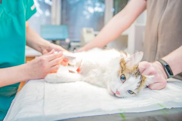 Gato sobre mesa quirúrgica durante castración en clínica veterinaria. — Foto de Stock