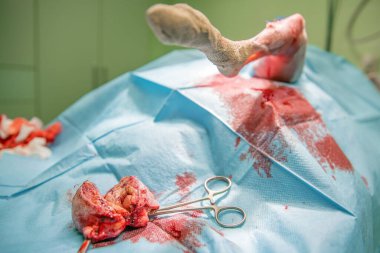 Ameliyat sırasında bir köpeğin ayağındaki tümörü çıkarmak için.