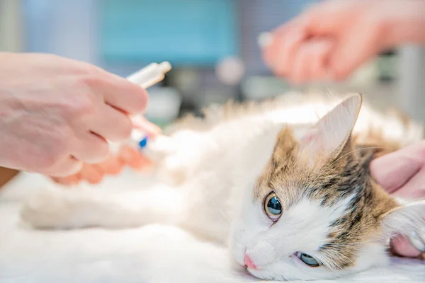 Inyección anestésica de gato antes de la cirugía en la clínica de cementerio — Foto de Stock