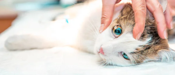 Examen de ojo de gato. goteo de droga en el ojo. intervención en clínica veterinaria — Foto de Stock