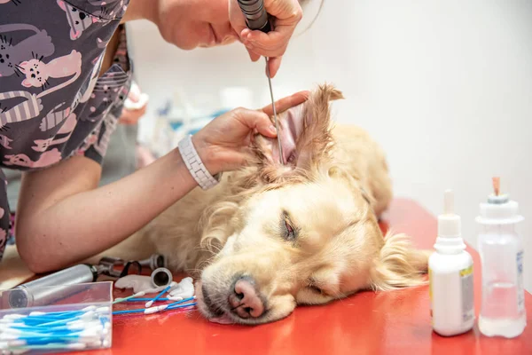 examination of a dogs ear in a veterinary office. Blurred