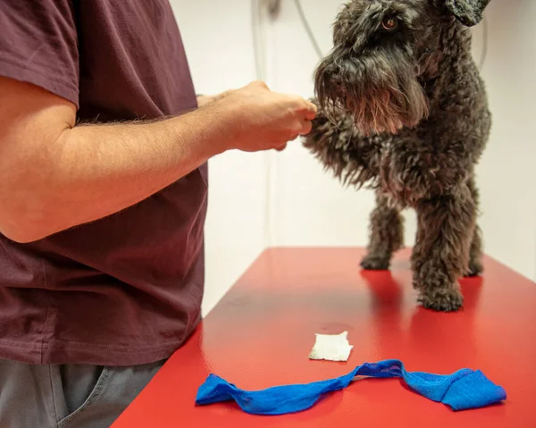 Perro sobre la mesa para examinar patas en cirugía veterinaria. schnauzer negro pequeño — Foto de Stock