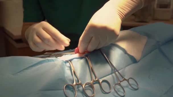 Bir veteriner kliniğinde hayvanın karnını ameliyat etmek. — Stok video