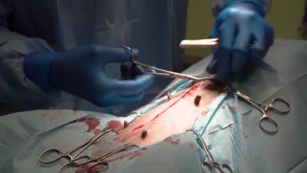 Cirujano veterinario realiza cirugía en el estómago de animales — Vídeo de stock