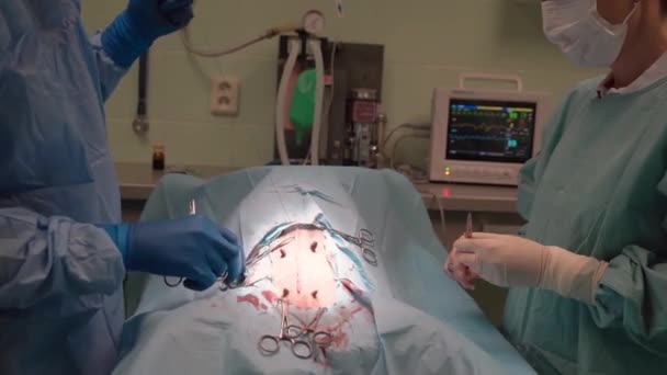 Lekarz weterynarii wykonuje zabiegi chirurgiczne na żołądku zwierząt — Wideo stockowe