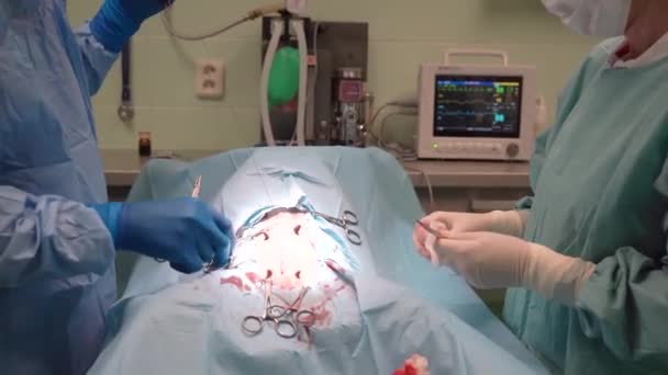 Stitching the dogs abdomen after a successful surgery on the veterinary emergency — Stock Video