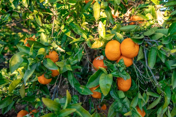 Many ripe tangerines on the tree — Stock Photo, Image
