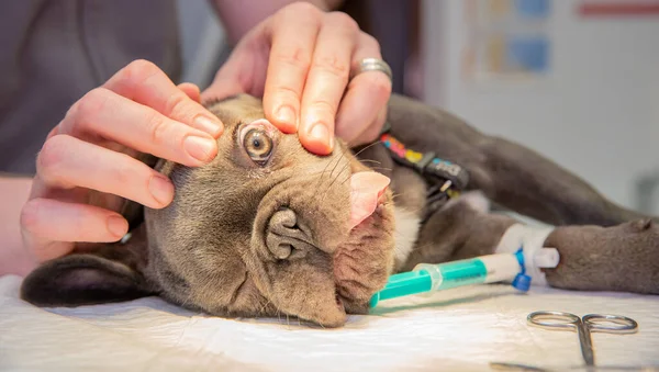 Εξέταση του οφθαλμού σκύλου σε κτηνιατρική κλινική — Φωτογραφία Αρχείου