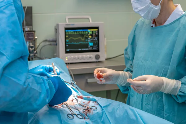 Cirurgia na clínica veterinária. Monitor de quarto frequência cardíaca na unidade principal — Fotografia de Stock