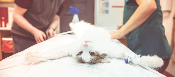 Preparar al gato para la cirugía en la clínica veterinaria — Foto de Stock