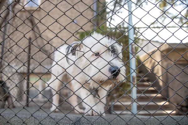 Hund hinter dem Zaun eines Einfamilienhauses — Stockfoto
