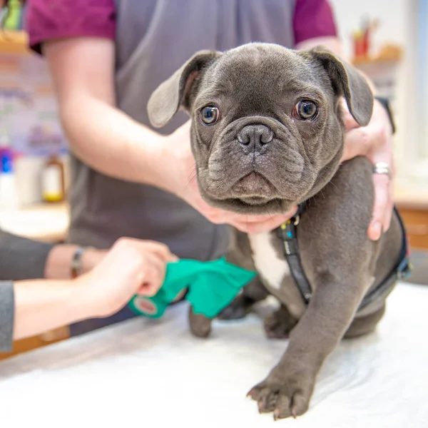 treatment of the puppy paw in the veterinary clinic