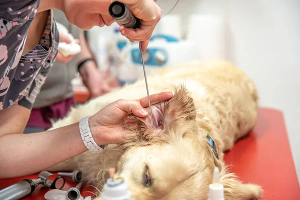 Examen de la oreja de un recuperador de oro en una clínica veterinaria . — Foto de Stock