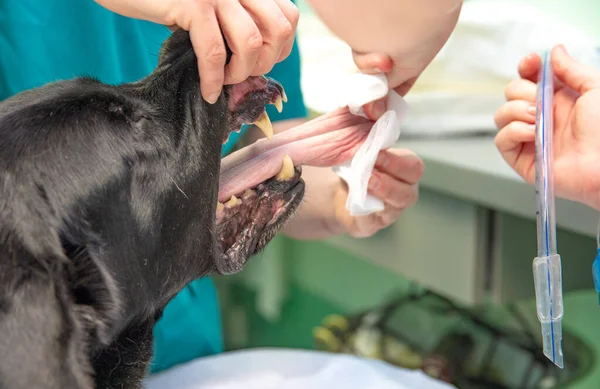 Inserción de la manguera aparato respiratorio en la boca de los perros, preparación para la cirugía en la clínica veterinaria — Foto de Stock