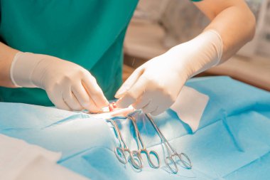 Veteriner cerrah ameliyat masasında hayvan ameliyatı yapar.