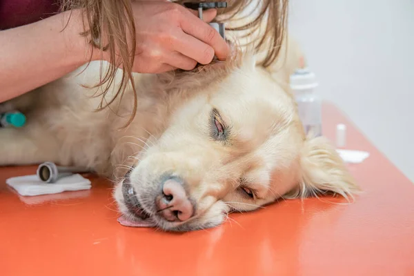 Examen de la oreja en un perro utilizando herramientas especiales en una clínica veterinaria. retvier de oro — Foto de Stock