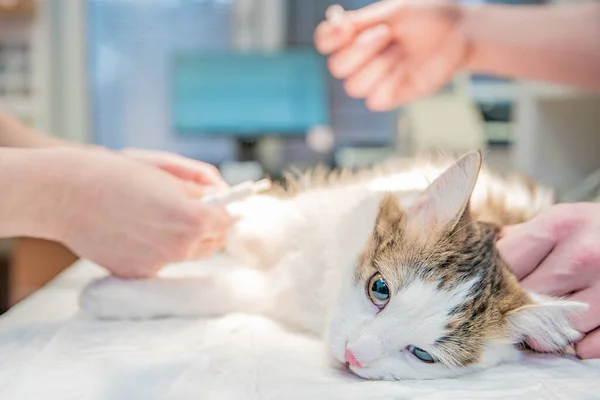 Realizar una inyección a un gato en una clínica veterinaria — Foto de Stock