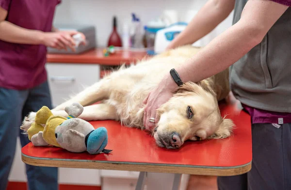 Preparar un recuperador de oro para una cirugía en una clínica veterinaria — Foto de Stock