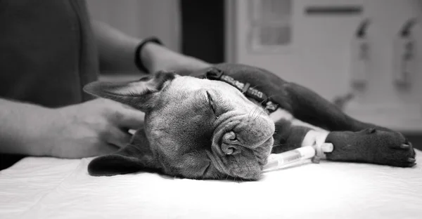 Anestesia del perro antes de la cirugía en un hospital veterinario — Foto de Stock