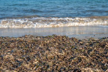 Okyanus kıyısındaki sahilde yosun