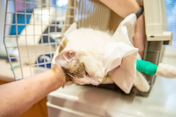 Colocar al gato en una jaula de transporte después de la cirugía — Foto de Stock