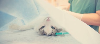 Kedi, veteriner hastanesinde ameliyat masasında.