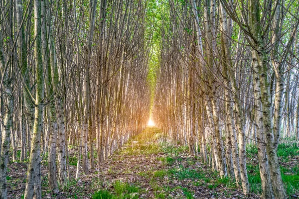 Fileiras de árvores na floresta plantadas pelo homem para a restauração da natureza — Fotografia de Stock