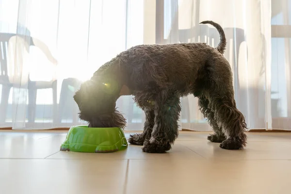 Dog drinks from a green bowl in the house, a little black schnauzer — Stock Photo, Image