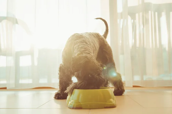 The dog eats granules from a bowl in the house, a little black schnauzer — Stock Photo, Image