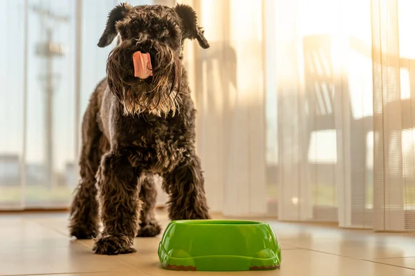 Small black dog licks muzzle after a delicious meal. schnauzer — Stock Photo, Image
