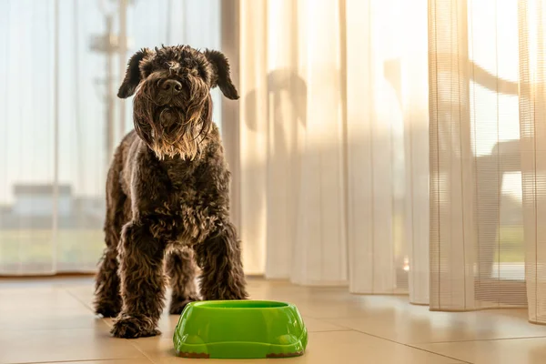 Little black dog in the house near a bowl of water or food — Stock Photo, Image